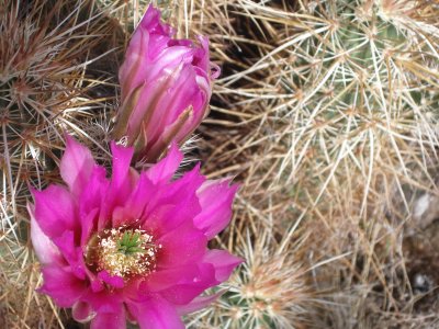 Catcus Rose