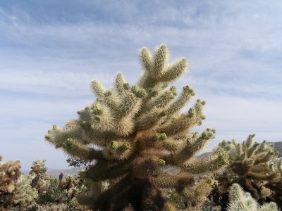 Coachella plant old parts go dormant