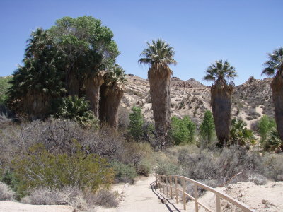 An Oasis in the desert