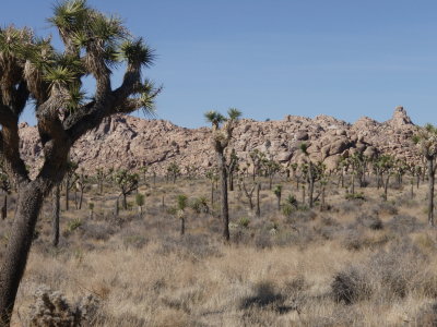 More rocks and trees