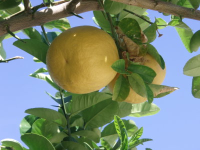 Grapefruit, grow wild every where