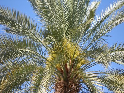 Date Palm see the dates? (Still green)