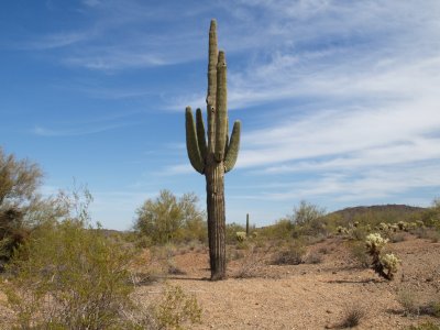 Saguaro Cactus Mesa AZ