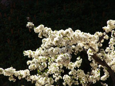 More spring flowers