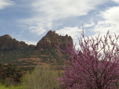 Red bud tree and red rock Sedona AZ