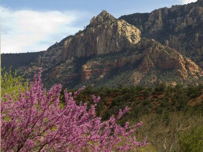 Sedona area Red Bud tree