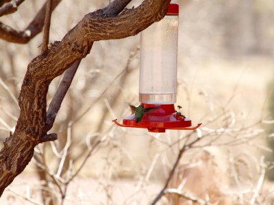 Green humming bird fighting off wasps