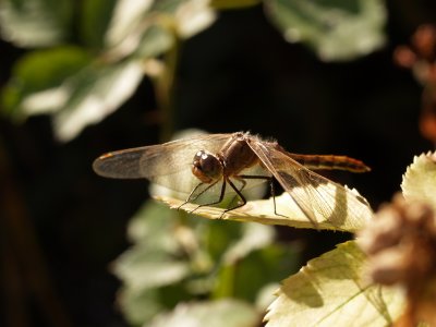 Damselfly Summer 2006