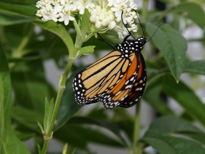 Monarch Aug 2007