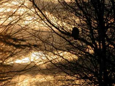 Barred Owl-Chouette raye Chemin Iroquois
