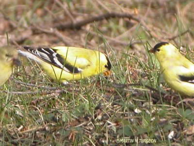 Goldfinch-Chardonneret jaune