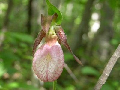 Cypripedium Acaule - Sabot de la Vierge