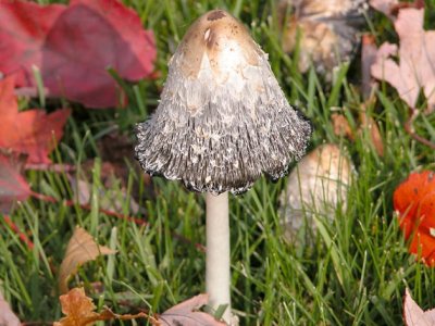 Mushroom-Champignons du - of NB