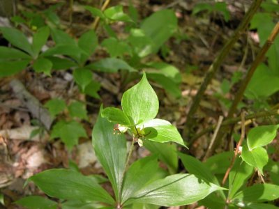 p 627 Flora of NB