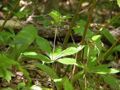 p 627 Flora of NB