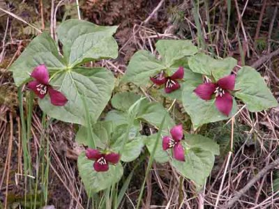 p 630 Flora of NB