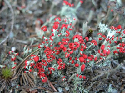 Cladonia cristella -  British Redcap Lichens - Cladonie a petite crete