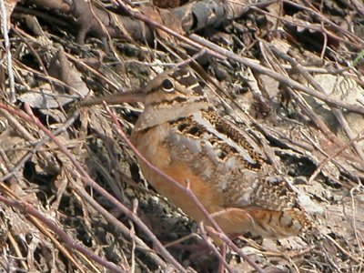 Woodcock-Becasse D'Amerique