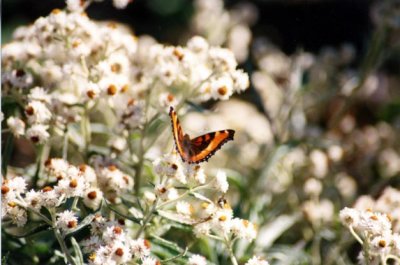 4433 Nymphalis milberti - Petite Vanesse-Milbert's Tortoiseshell