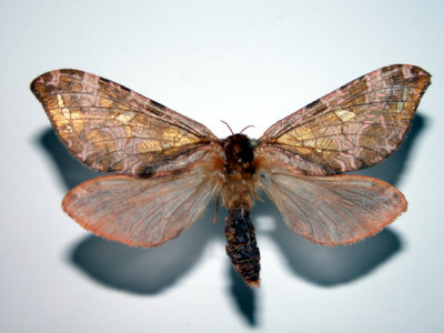 Butterflies & Moths - Papillons of / du CANADA MNT Collection