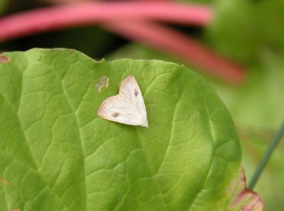 930592 (8404) Rivula propinqualis - Spotted Grass Moth