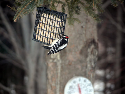 Pic mineur-Downy woodpecker