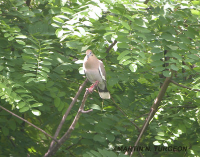 Tourterelle  ailes blanche - White-winged Dove