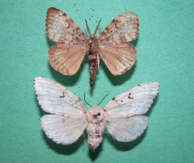 8318 Lymantria dispar (Spongieuse- Gypsy moth) male-female MNT Collection