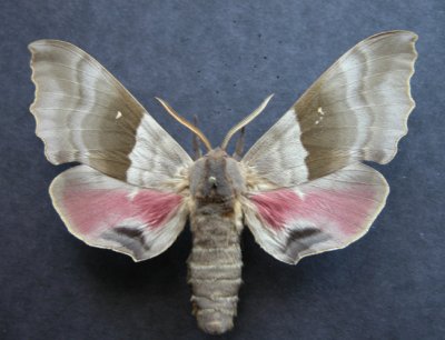 7828 Pachysphinx modesta (Male)