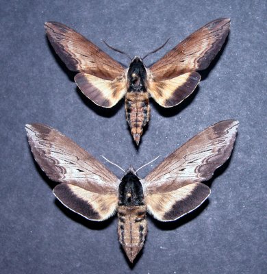 7811 Sphinx lucitiosa (rare) (Male/ F)