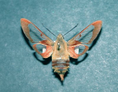 7853 Hemaris thysbe Sphinx colibri