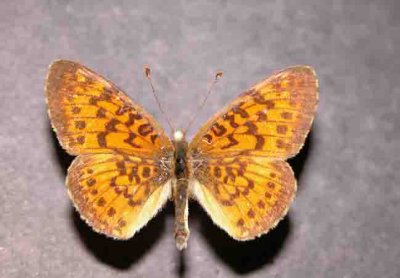 4464f Boloria selene atrocostalis