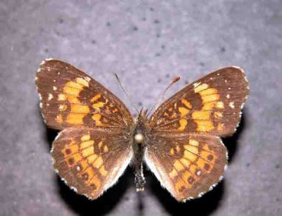 4490 Chlosyne nycteis