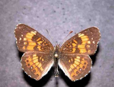 4490 Chlosyne nycteis  