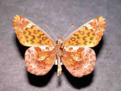 4465 Boloria bellona bellona dessous(toddi)