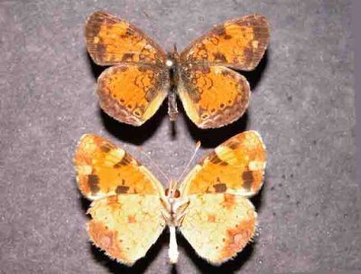 4481.1 Phyciodes cocyta dessus/ dessous