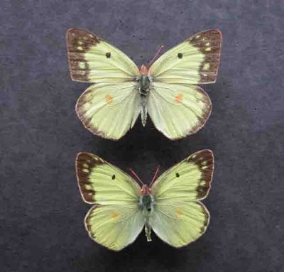 4210-4209 Colias eurytheme - Colias philodice(F)