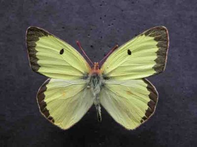 4209 Colias philodice male