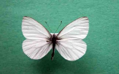 4195d Pieris oleracea