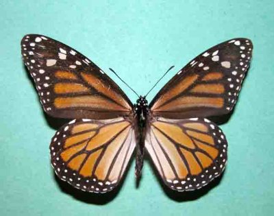 4614 Danaus plexippus (F)  Monarch
