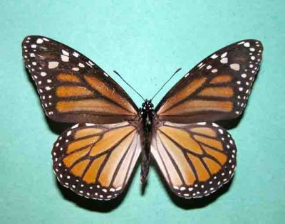 4614 Danaus plexippus (F) Monarch