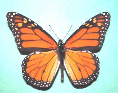 4614 Danaus plexippus (Male) Monarch