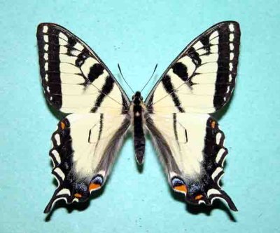 4176.1 Papilio canadensis (Male) - Papillon tigre du Canada