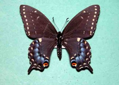 4159a Papilio polyxenes asterius