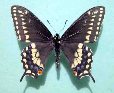 4159a Papilio polyxenes asterius - Papillon du celeri