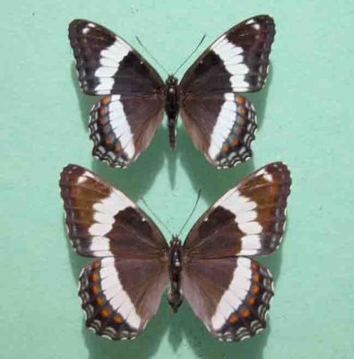 4522 Limennitis arthemis arthemis Admiral (Male/F)