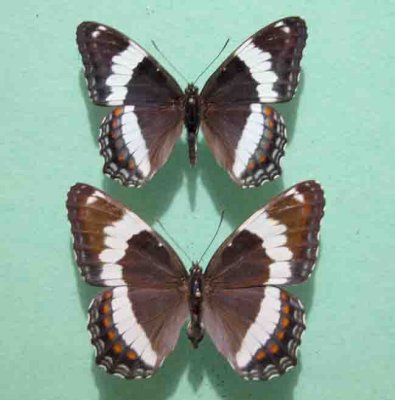 4522 Limennitis arthemis arthemis  Admiral (Male/F)