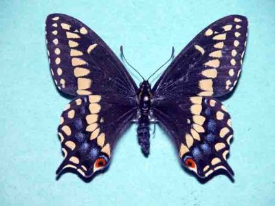 4163 Papilio brevicauda brevicoda Papillons queue-courte