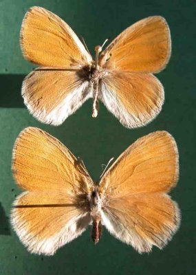 4583a Coenonympha tullia inornata -Satyre fauve (male/f