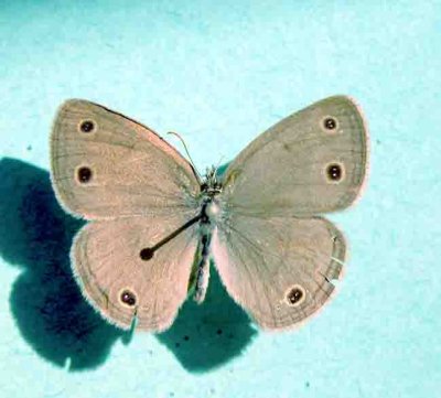 4578 Megisto cymela Petit satyre des bois